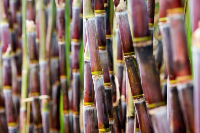 Cientistas desenvolvem cana transgênica resistente a herbicida e a inseto-praga Foto: Divulgação