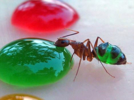 Formiga, um bicho com superpoderes