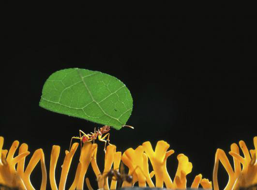 Formiga, um bicho com superpoderes