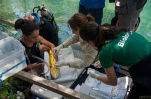 Atrativo em Jardim (MS) recebe projeto de monitoramento de peixes Atrativo em Jardim (MS) recebe projeto de monitoramento de peixes