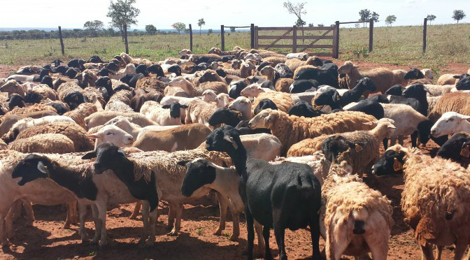 Iagro define novas regras para utilização do sistema PDOA Iagro define novas regras para utilização do sistema PDOA