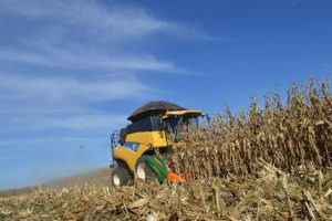 Com safra recorde de milho, produção de MS é avaliada em R$ 28,3 bilhões Foto: Divulgação