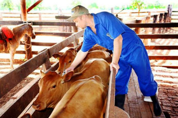 Começa 1ª etapa de vacinação contra Aftosa