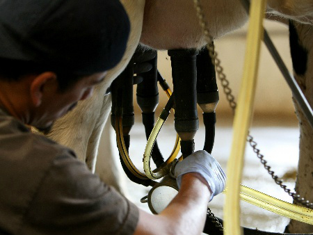 Produtores já podem se cadastrar no Leite Forte