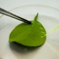 “Sociedade desconhece importância da biotecnologia” Imagem créditos: Ministério da Agroindústria da Argentina