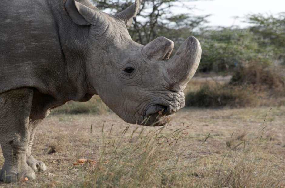 Rinoceronte-branco do norte Sudan é visto na entidade Ol Pejeta Conservancy em Laikipia, no Quênia 18/06/2017 REUTERS/Thomas MukoyaFoto: Reuters