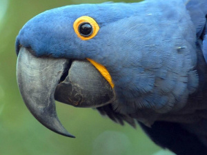 Polícia Federal apreende 14 mil animais silvestres este ano Polícia Federal apreende 14 mil animais silvestres este ano