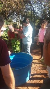Agraer de Amambai promove curso sobre climatização da banana
