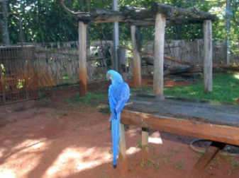Polícia Federal apreende 14 mil animais silvestres este ano Polícia Federal apreende 14 mil animais silvestres este ano