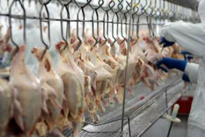 Carne de aves: as tendências da produção mundial em 2016 na visão da FAO O previsto para a produção brasileira é um incremento de pouco mais de 40% / Foto: Divulgação