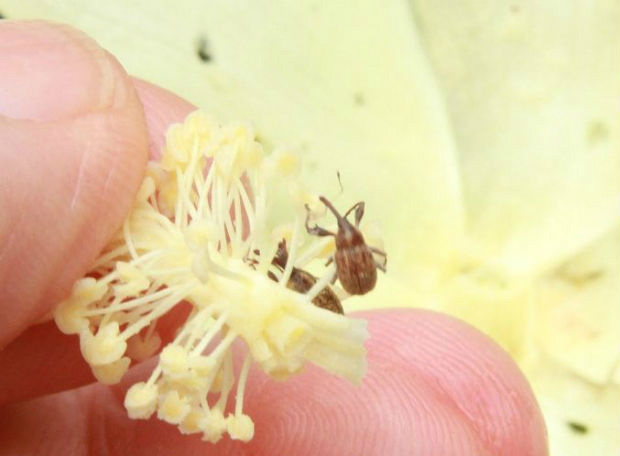 Aumenta a preocupação com o bicudo nas lavouras de algodão em MS Aumenta a preocupação com o bicudo nas lavouras de algodão em MS