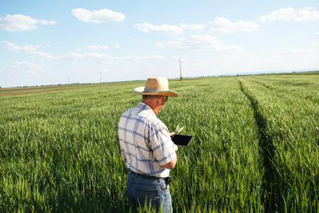 Aplicativo propõe fazer a rastreabilidade de sementes agrícolas Tecnologia rastreia dados das sementes em todas as etapas da produçãoFoto: Divulgação