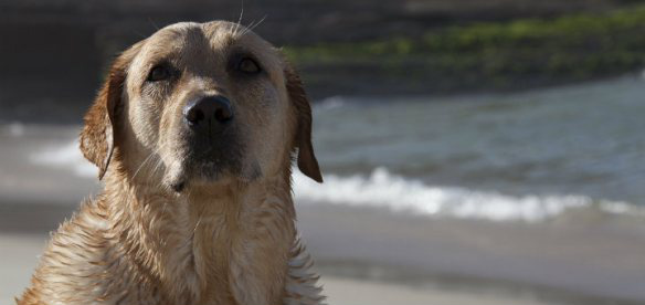 20 fatos importantes que todo dono de cachorro jamais deve esquecer