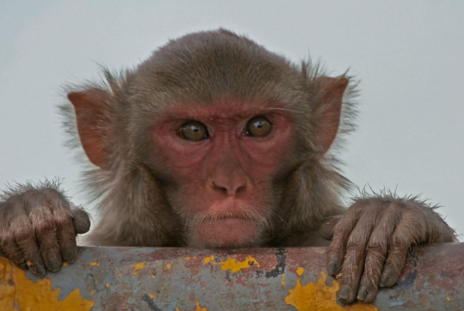 Macacos aprendem a se reconhecer em espelhos, mostra estudo