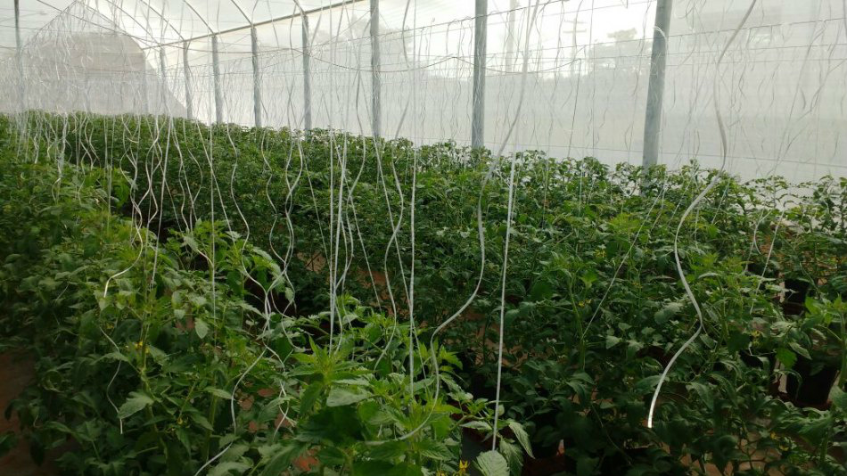 Tecnologia de cultivo protegido é destaque na produção de tomate em Ponta Porã Foto: Divulgação
