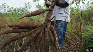 Doença que destrói mandioca pode levar milhões à fome Alimento é importante fonte de energia para milhões de pessoas