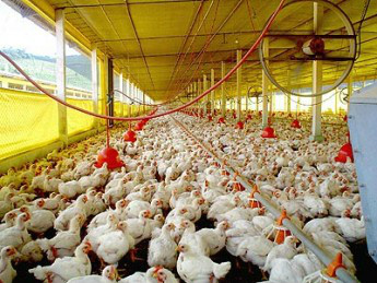 Exportações de carne de frango decrescem 9,8% em janeiro