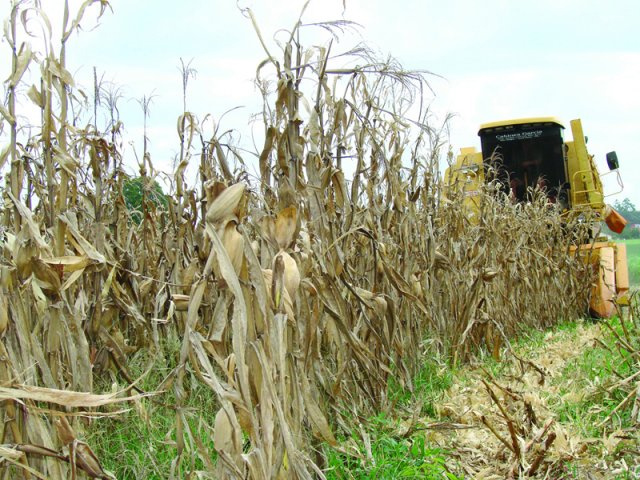 Falta de chuva pode prejudicar colheita do milho em Dourados