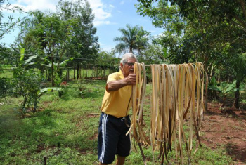 Artesanato com bananeira é alternativa para combater ócio na aposentadoria Vandir adquiriu a técnica em curso do Senar oferecido no Sindicato Rural de Amambai.