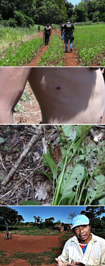 MPF/MSDe cima pra baixo: Agentes PF vasculham local; Indígena ferido; Manchas de sangue do líder; Nizio