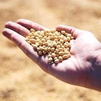 Preço da soja está em declínio: Hora de vender Preço da soja está em declínio: Hora de vender