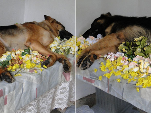 Os cães Lyon e Dox foram cremados com honras militares em Minas. (Foto: Heloísa Mendonça/G1)