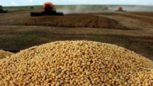 MS encaminhou 90% de sua soja para Ásia MS encaminhou 90% de sua soja para Ásia