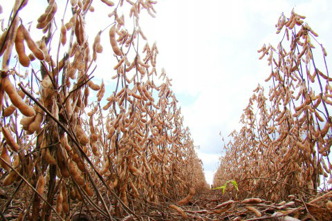 Agronegócio exporta US$ 99,34 bilhões nos últimos doze meses Agronegócio exporta US$ 99,34 bilhões nos últimos doze meses