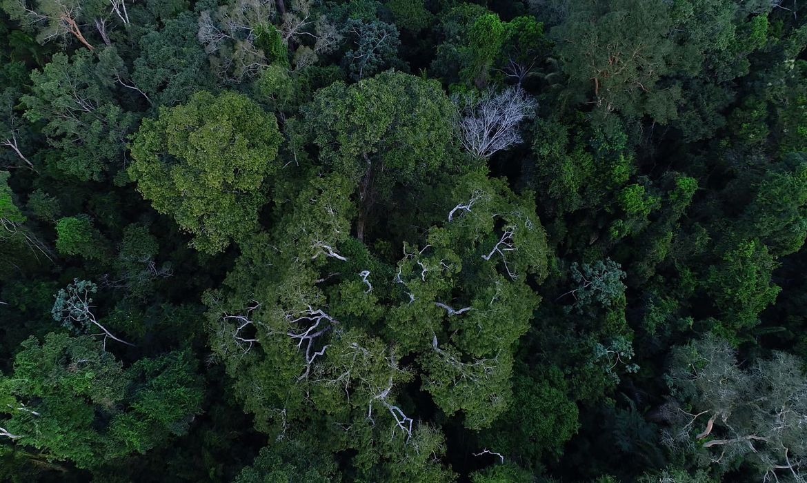 Governo autoriza apoio da Força Nacional ao ICMBio na Amazônia Foto: Agência Brasil