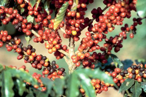 Brasil terá que importar café Brasil enfrentará escassez do café se não importar o produto, diz Blairo Maggi (Foto: S2Publicom)