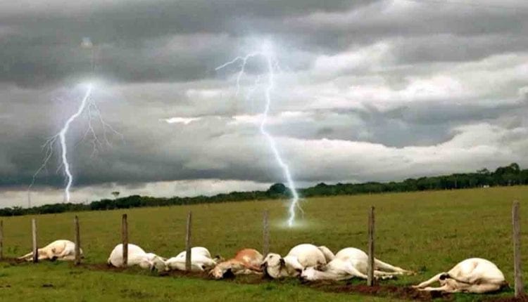 MS é o 3º com maior número de gado morto por raios e prejuízo chega a R$ 1,8 mil Raios causaram morte de 358 cabeças de gado de 2010 a 2019. (Foto: Ilustrativa)