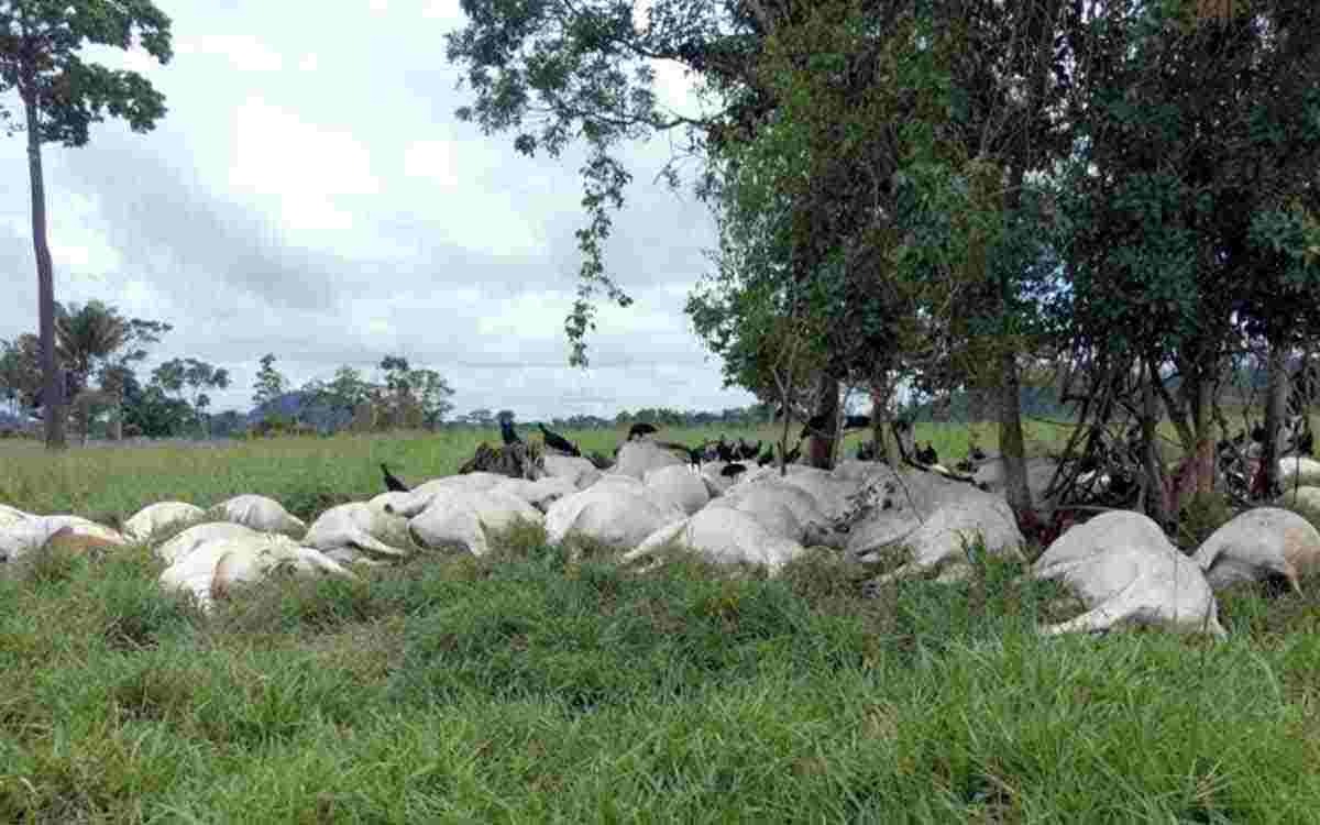 MS é o 3º com maior número de gado morto por raios e prejuízo chega a R$ 1,8 mil A maior morte coletiva de gado atingido por raio foi em Cacoal (RO). (Foto: ELAT/INPE)