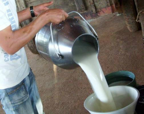 Pequenos e médios produtores de leite poderão ter garantia de preço mínimo Foto: Divulgação