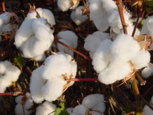 Encontro nos Estados Unidos discute situação mundial do algodão Encontro nos Estados Unidos discute situação mundial do algodão