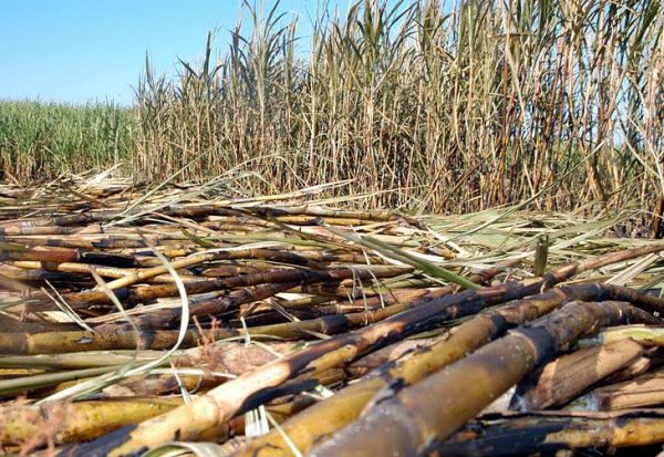 Embrapa estuda bagaço de cana e capim para produzir etanol celulósico Embrapa estuda bagaço de cana e capim para produzir etanol celulósico