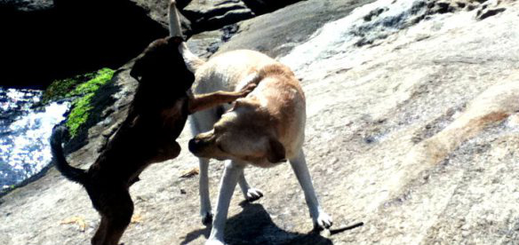 20 fatos importantes que todo dono de cachorro jamais deve esquecer