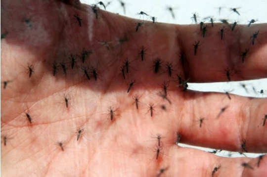 OMS: execução de plano estratégico de combate à zika precisa de US$ 121 milhões OMS: execução de plano estratégico de combate à zika precisa de US$ 121 milhões