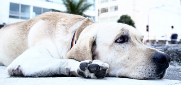 20 fatos importantes que todo dono de cachorro jamais deve esquecer