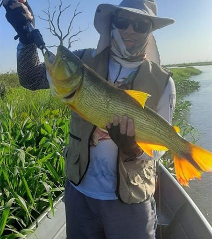 Pesca esportiva está liberada nas bacias do Paraguai e Paraná Foto: divulgação