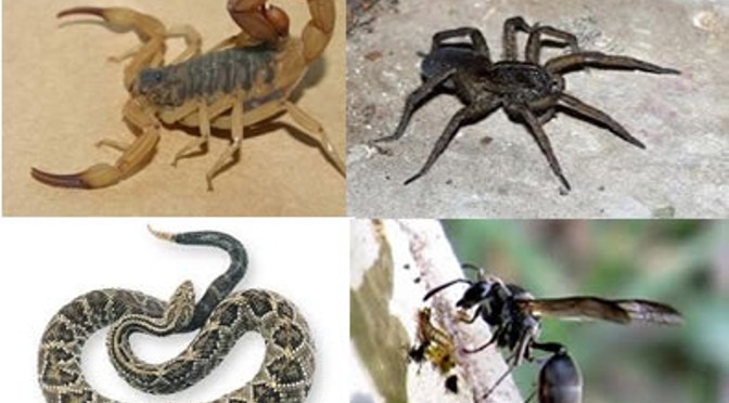 Civitox orienta sobre cuidados com acidentes com animais peçonhentos Civitox orienta sobre cuidados com acidentes com animais peçonhentos