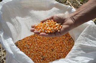 Produção orgânica de milho: mais saúde para o consumidor