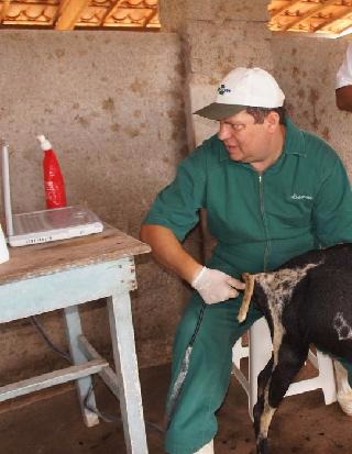 Diagnóstico permite trabalhar manejo para épocas de parição