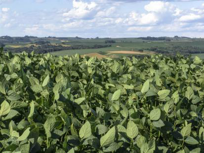 Saiba como fazer o refúgio em lavouras transgênicas Foto: Divulgação