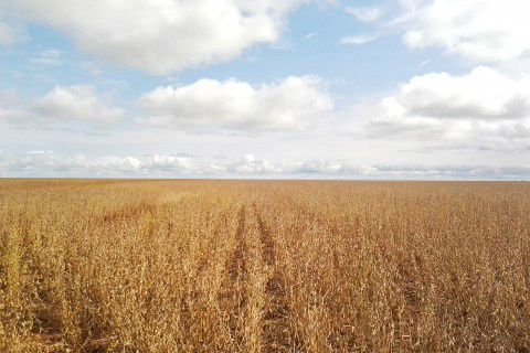 Estados Unidos têm produção recorde de soja Foto: Ascom Famasul