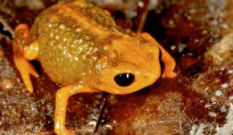 Brachycephalus boticario - (Luiz Fernando Ribeiro -Fundação Grupo Boticário) - Divulgação