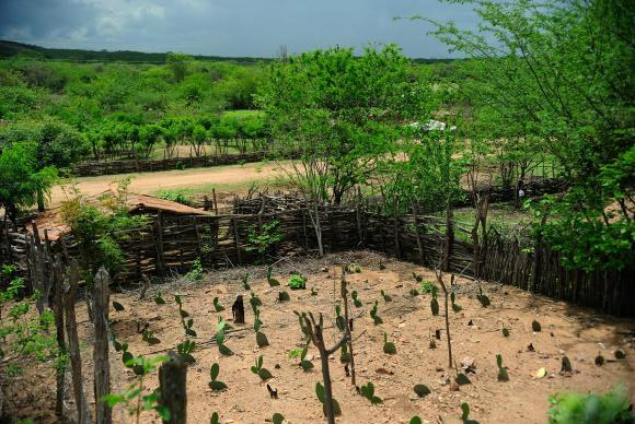 Brasil e ONU premiam iniciativas de combate à desertificação no semiárido Brasil e ONU premiam iniciativas de combate à desertificação no semiárido