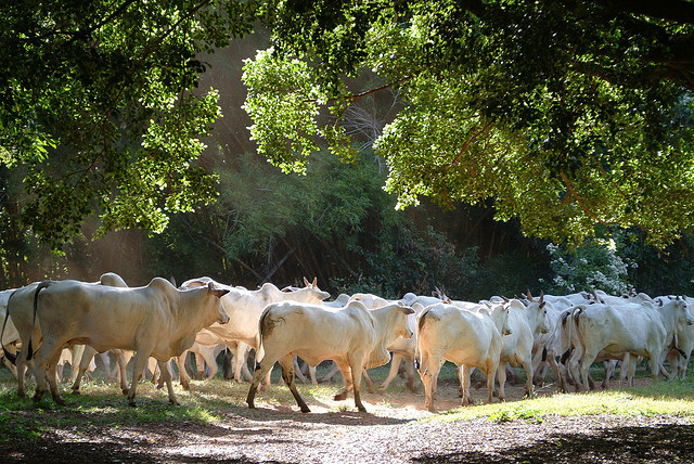 Sindicatos vão emitir guia no Estado