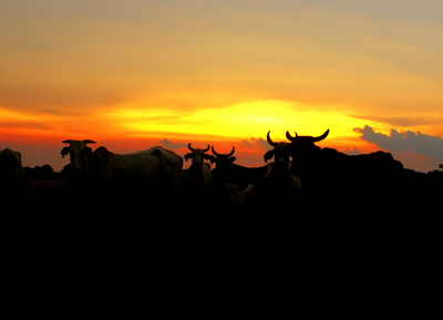 1º lugar – O amanhecer no campo, Jodeilton da Silva Amaral