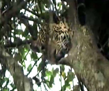 Vídeo mostra onça sendo abatida por caçadoresem safári ilegal (Foto: Reprodução / TV Globo)