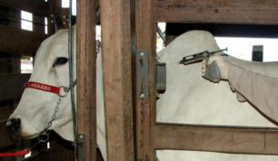 O calendário nacional estabelece algumas diferenças no período de vacinação.